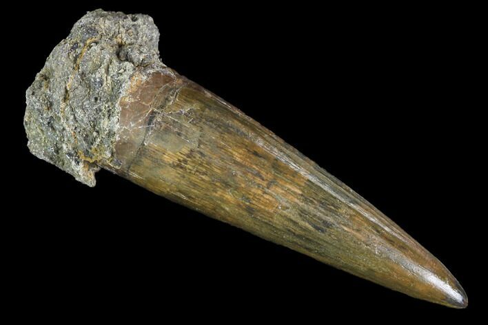 Fossil Crocodilian (Goniopholid) Tooth - Texas #88754